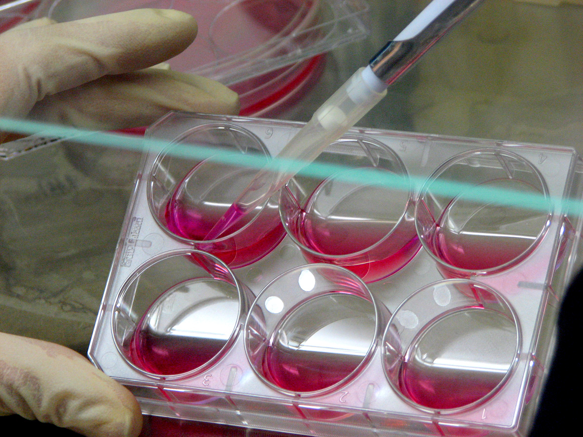 biomedicina-biobancs-UdL