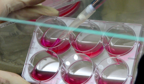 biomedicina-biobancs-UdL