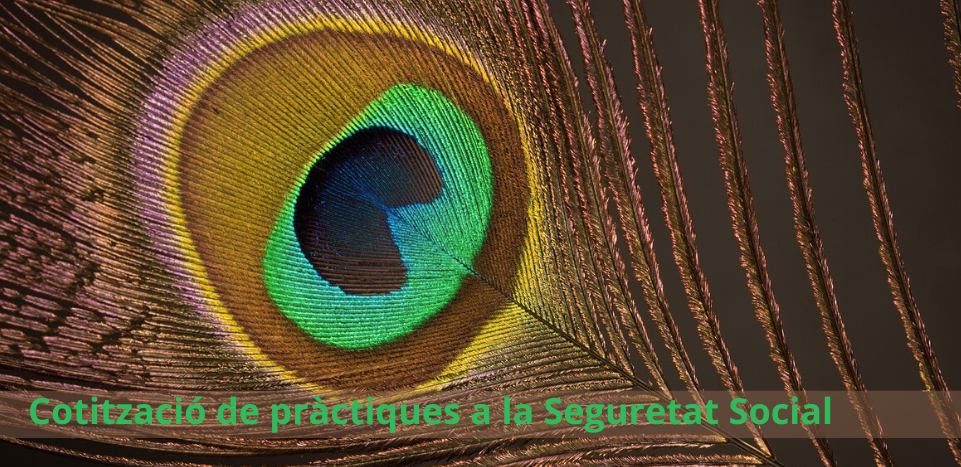 Cotització SS CAT
